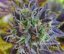 taringa.net Legalizar