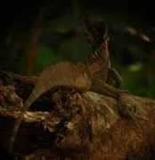 scottymo.com Legarto