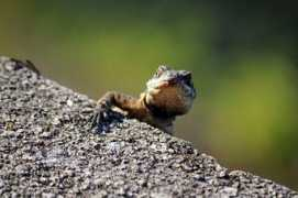doreen.es Legarto