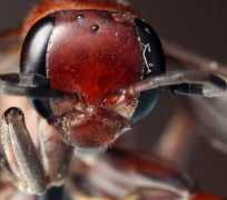 bugguide.net Legata