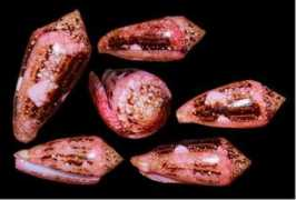 seashell-collector.com Legatus