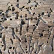 foto-blog.it Legno