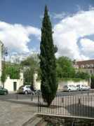 Legoute