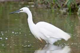 cleybirds.com Legret