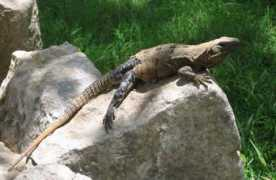 Leguaan