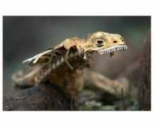 piccsy.com Leguan