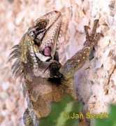 sevcikphoto.com Leguan