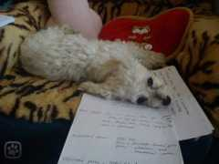 Lehat