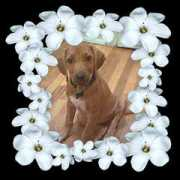 dogster.com Lehlo