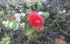 Lehua