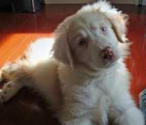 dailypuppy.com Leigan