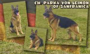 showdogs.co.za Leimon