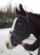 mix.hestemarked.no Leinar