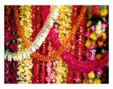 Leis