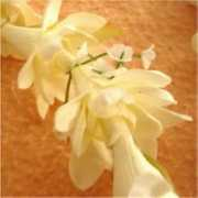 Leis