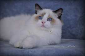 bellapalazzo-ragdollcats.com Lekkerding