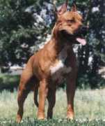 Lekkou