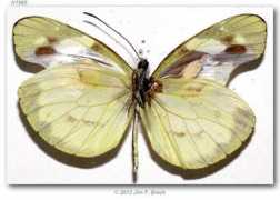 Lelex
