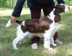 springerspanielit.com Lelica