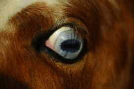 equestrian.ru Lelja