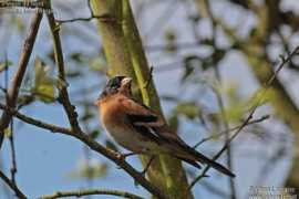 oiseaux.net Lemarie