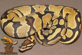 albeysreptiles.com Lemback