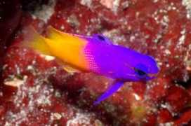 reefbuilders.com Lemech