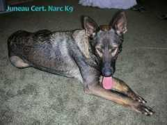 alaskadogboardntrain.com Lemeta