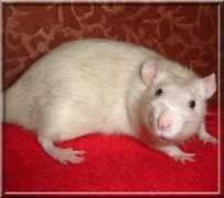 Lemik