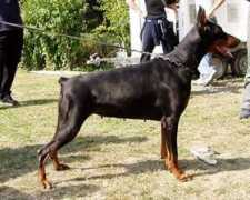 dobermann-review.com Lemira