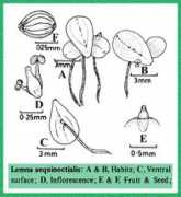 Lemna