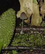 Lemna