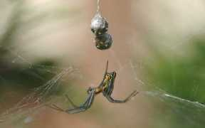 bugguide.net Lemniscata