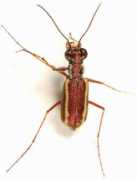 bugguide.net Lemniscata