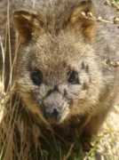 ozanimals.com Lemoing