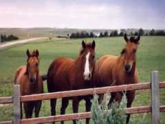 livingstonwestern.com Lenardson
