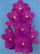 orchidkb.com Lenavat