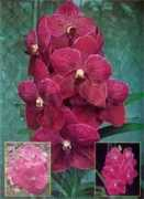 orchidkb.com Lenavat