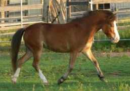 beaucheval.com Leneigh