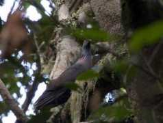 worldbirds.eu Lennaert