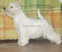 westieinfo.com Lennora