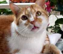 lnx.micimiao.it Lenticchia