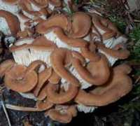 tachenon.com Lentin