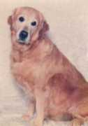 dogzonline.com.au Leoline
