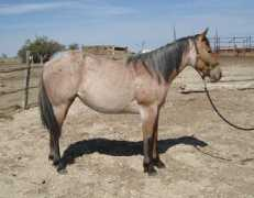 longviewranchhorse.com Leolita