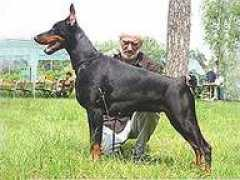 dobermann-iz-zoosfery.ru Leomira