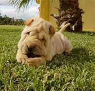 mascotamigas.com Leomy