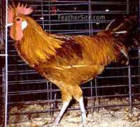 feathersite.com Leonada