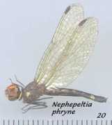 pugetsound.edu Leonardina