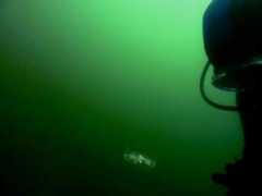 divebuddy.com Leoner